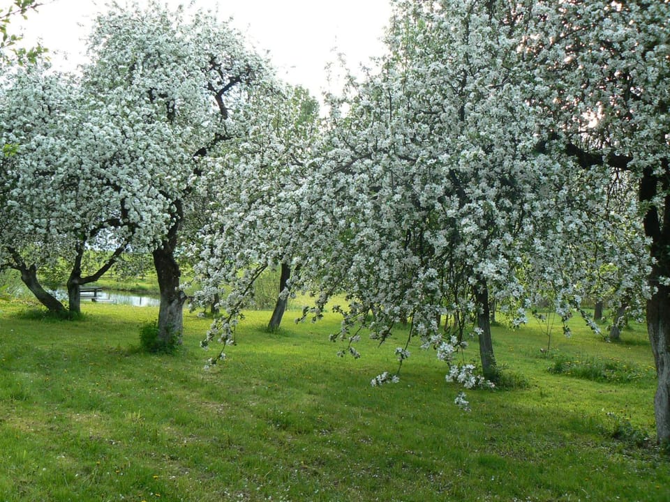Spring, Garden, On site