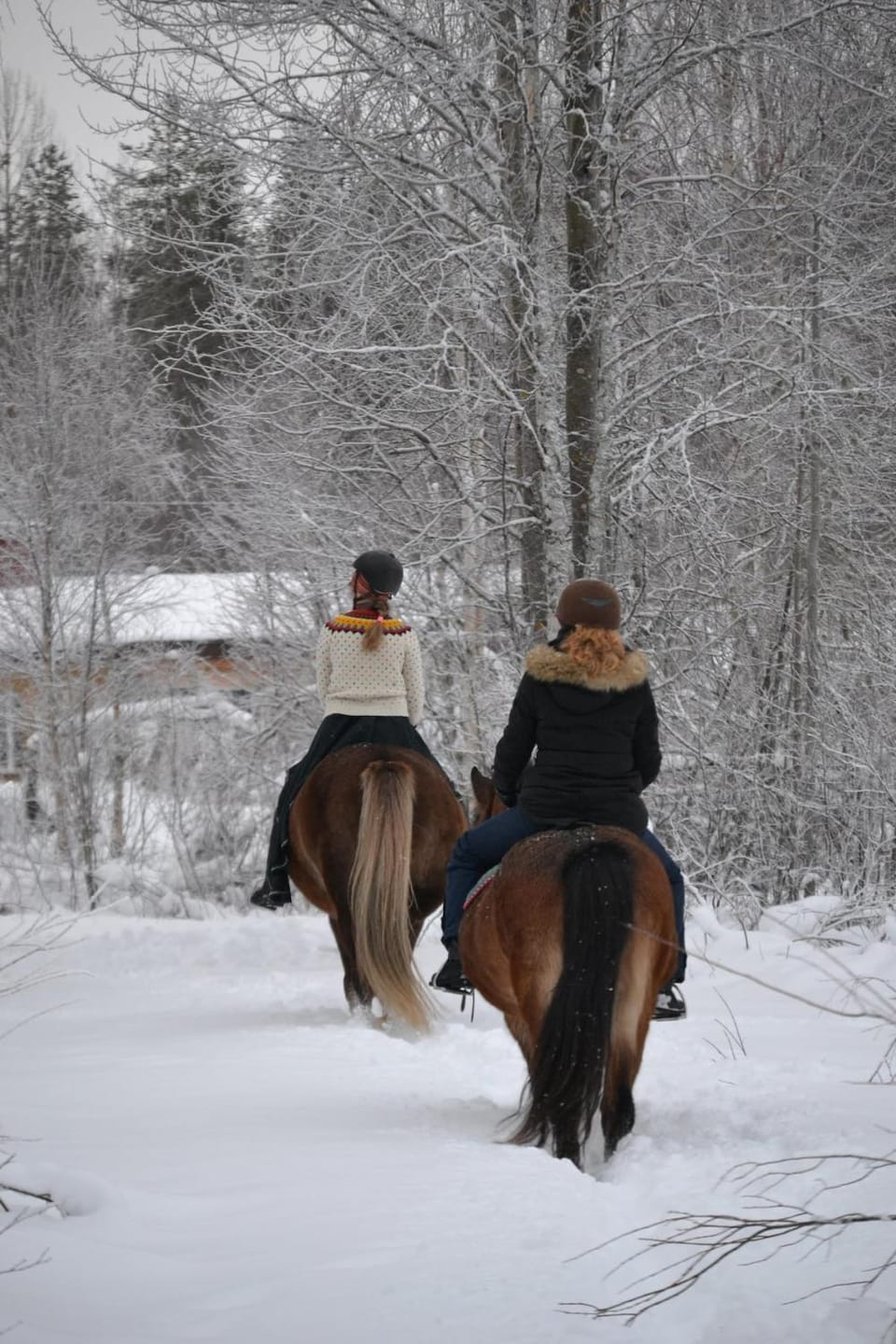 Day, Winter, Horse-riding, Horse-riding