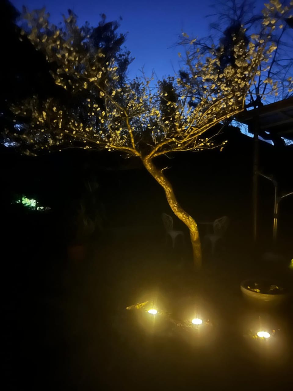 Night, Garden, Garden view