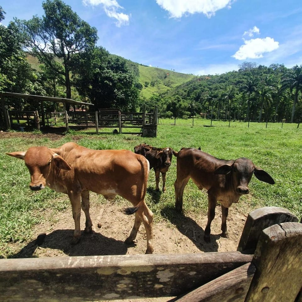 Pousada Sitio Ceu de Estrelas, Paraiso Cinematográfico!! House in Cachoeiras de Macacu