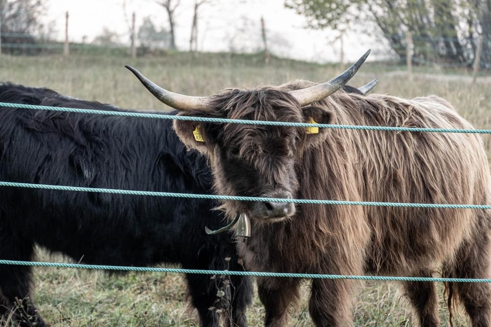 Animals