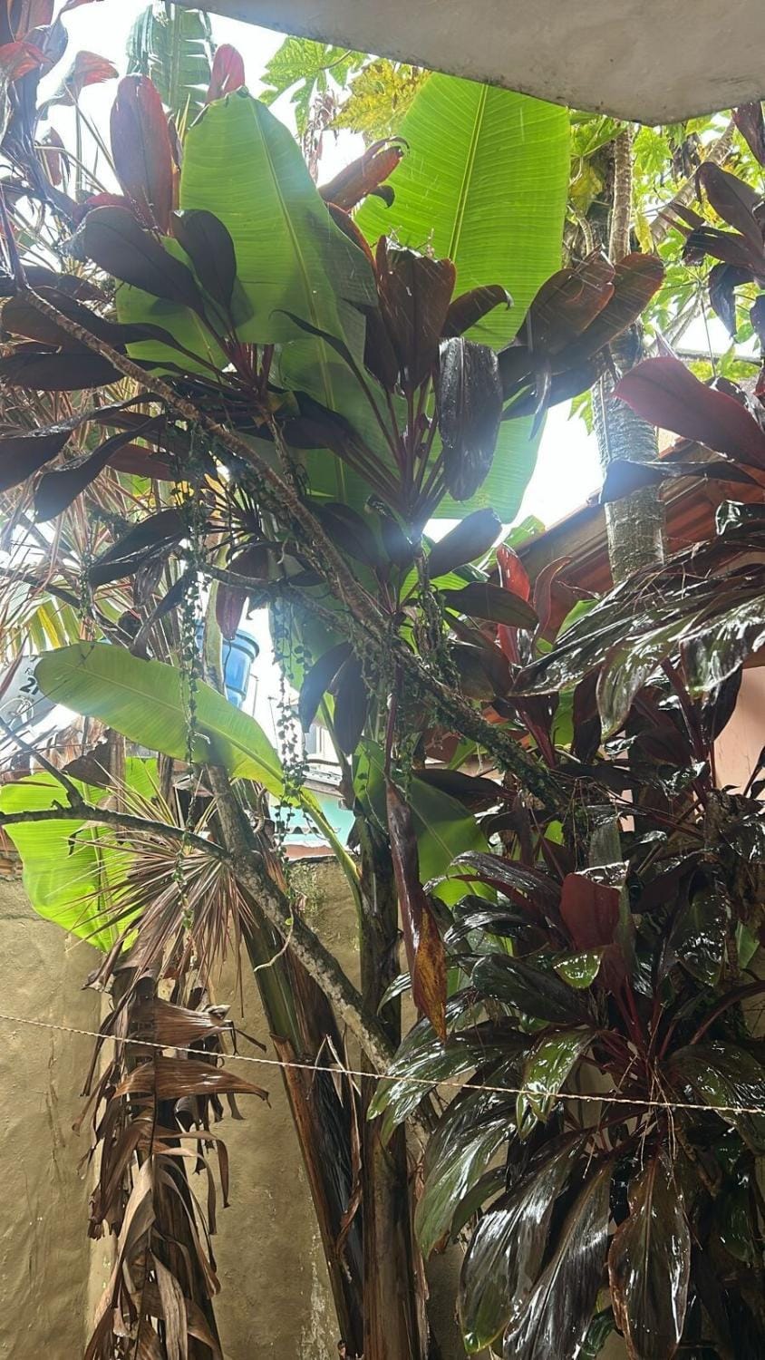 A casa pequena, mas cuidadosamente decorada, oferece um ambiente acolhedor e íntimo, perfeito para relaxar House in State of Rio de Janeiro
