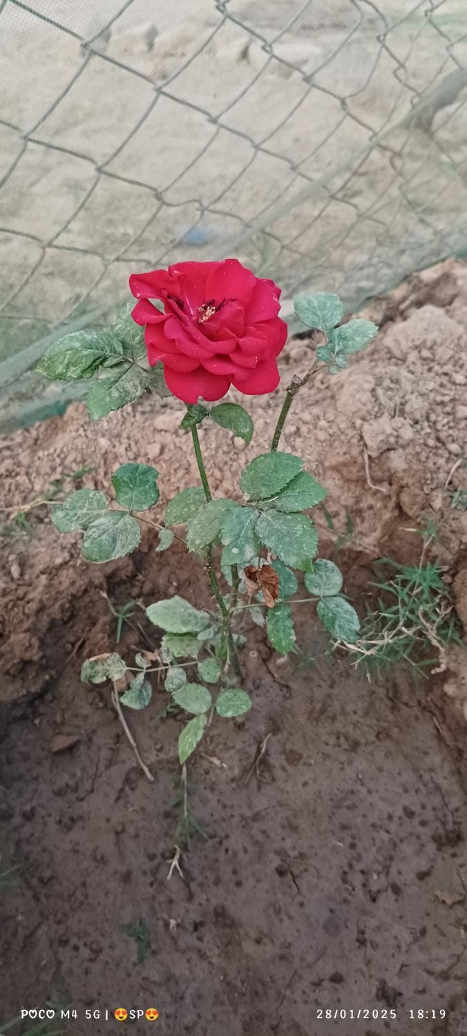 Narmada Home Stay Vacation rental in India