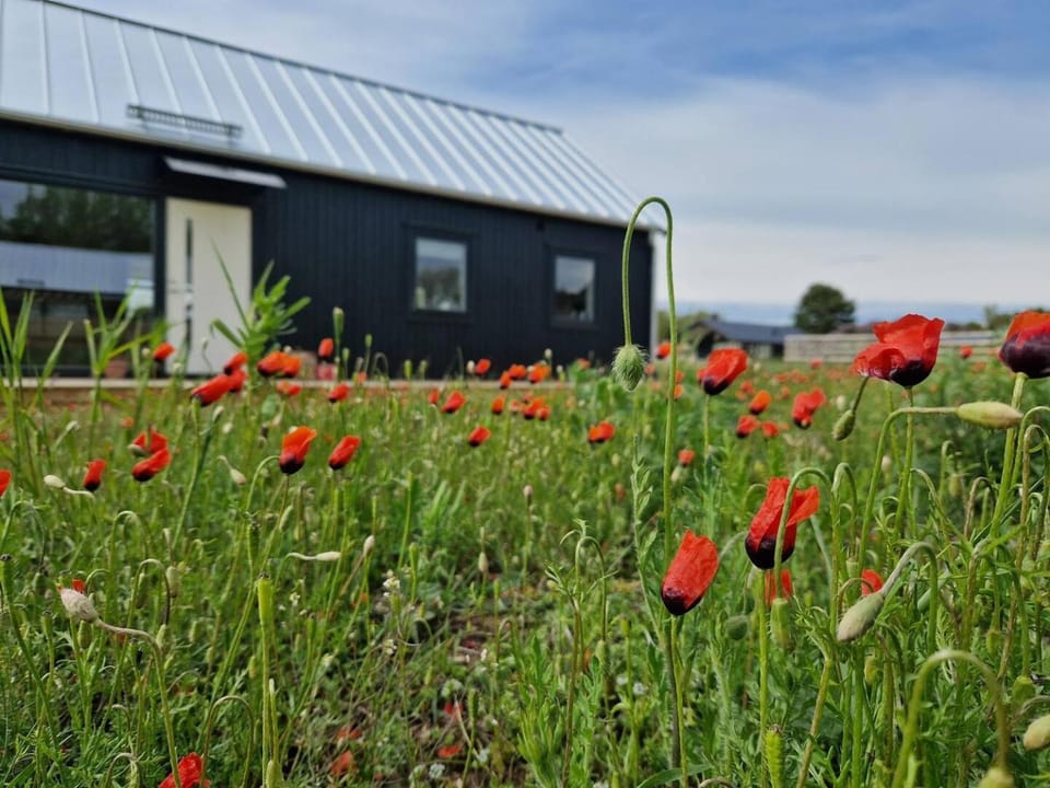 Property building, Day, Garden, Garden, Garden view