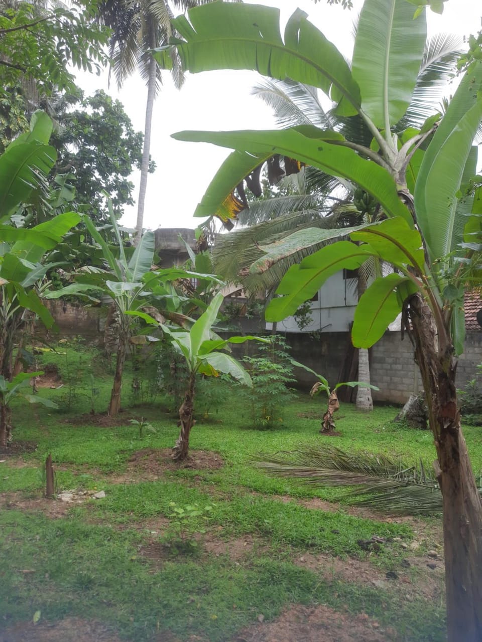 Day, Natural landscape, Garden