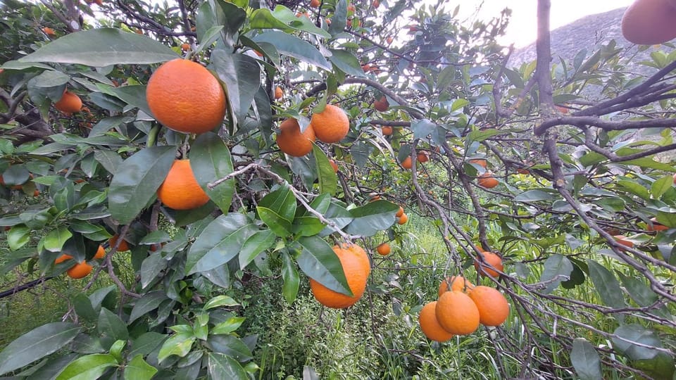 Day, Garden