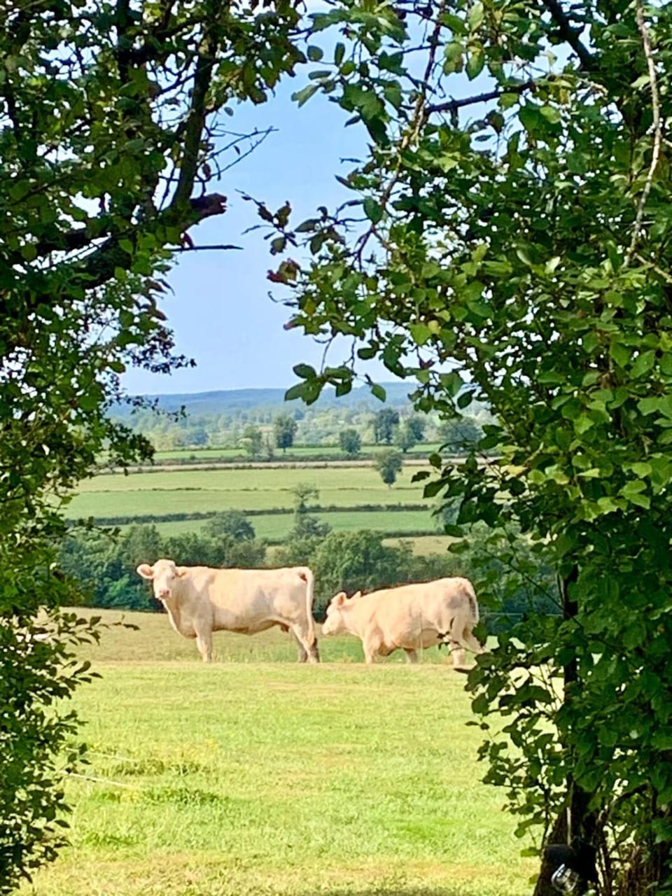 Day, Natural landscape, View (from property/room), Animals