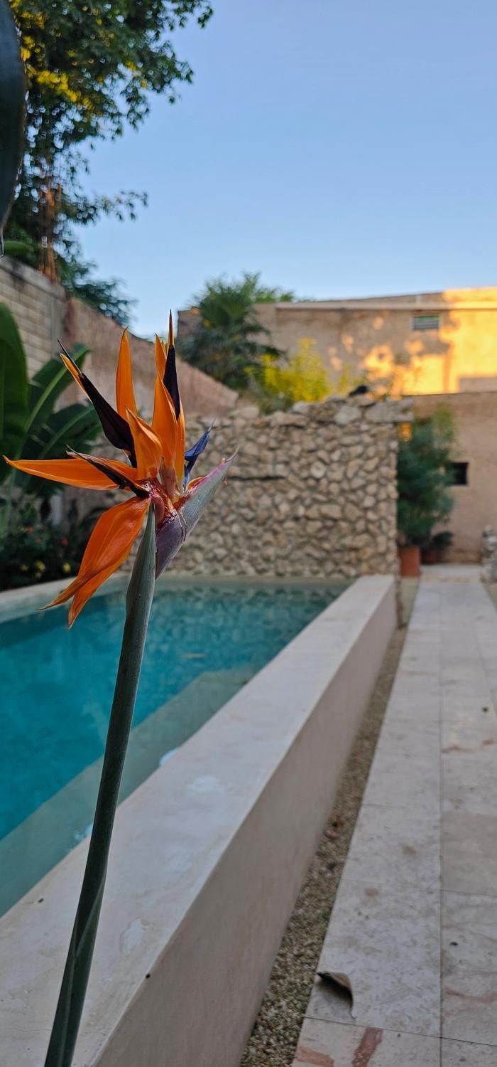 Garden, Garden view, Pool view, Swimming pool