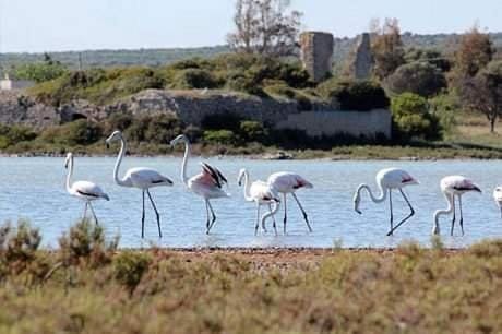 Natural landscape, Animals