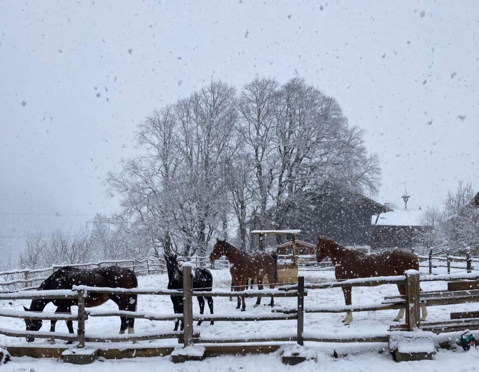 Winter, Animals