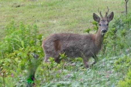Natural landscape, Animals