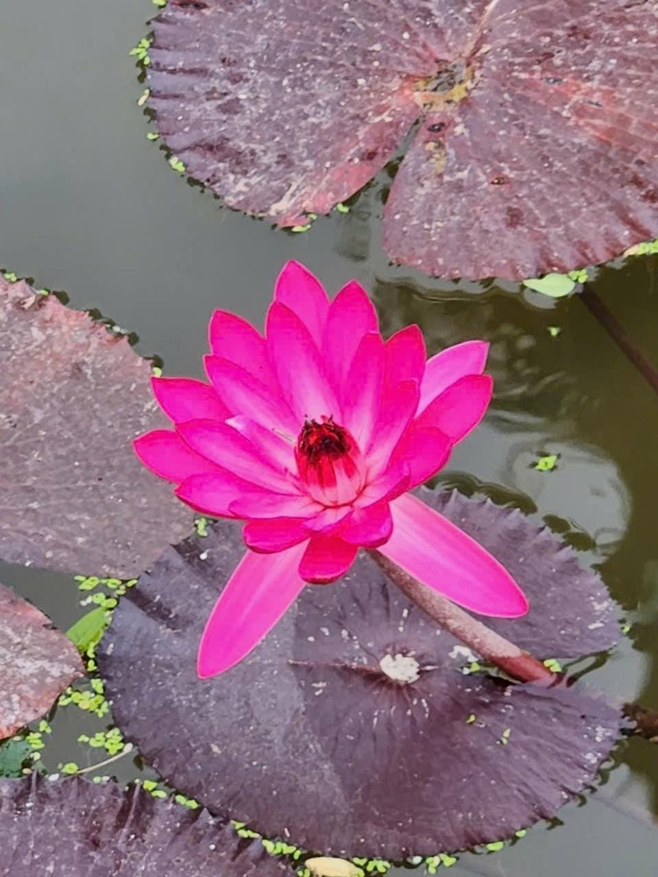 Day, Garden