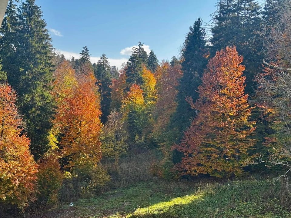 Autumn