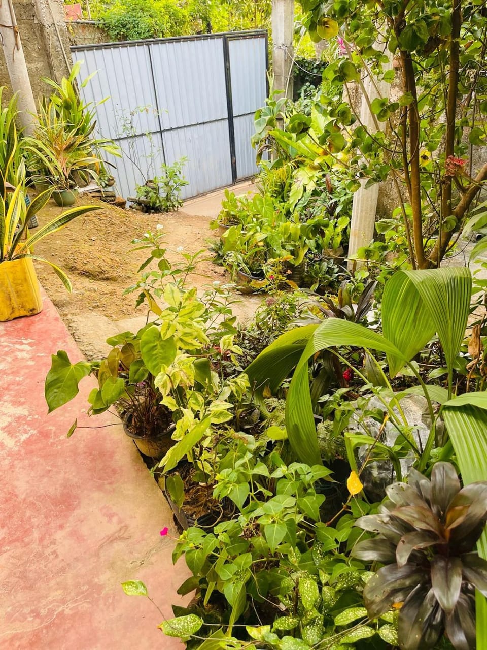 House Deli Tree hostel & homestay Vacation rental in Southern Province