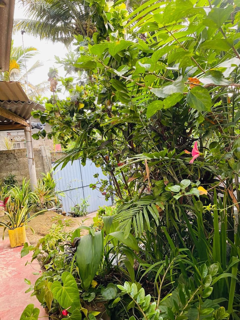 House Deli Tree hostel & homestay Vacation rental in Southern Province