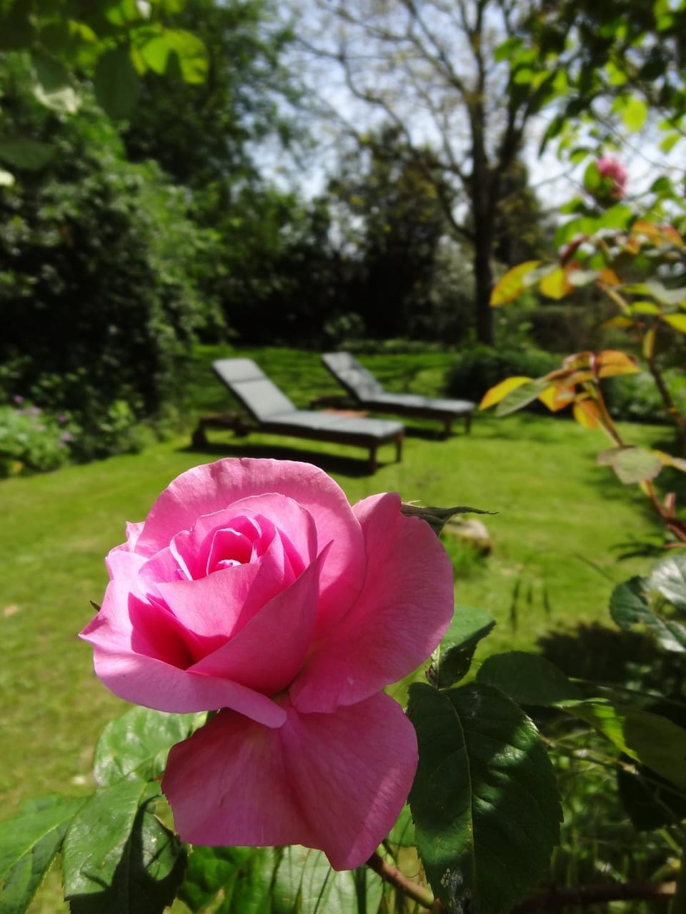 Garden, sunbed