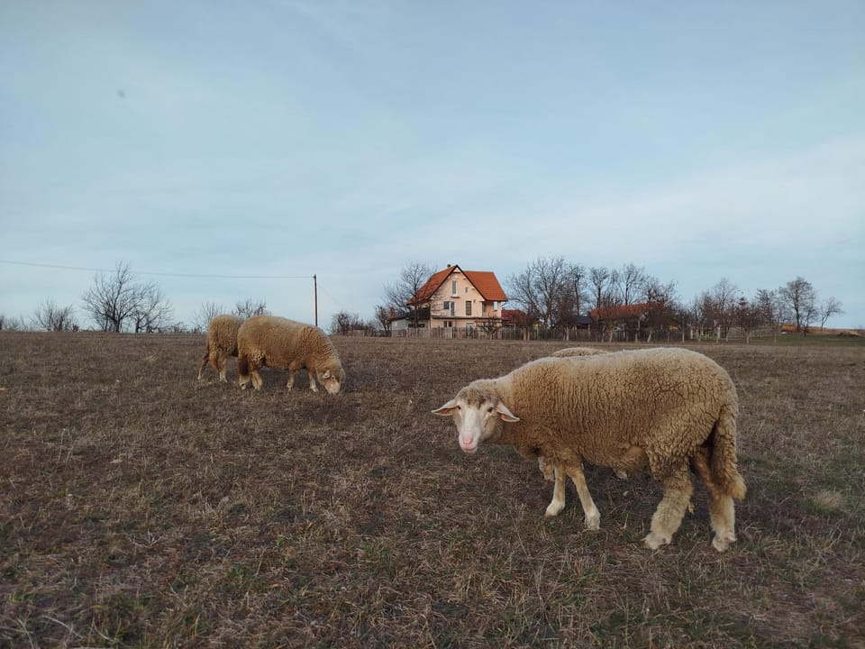 Vila Lalic Vacation rental in Serbia