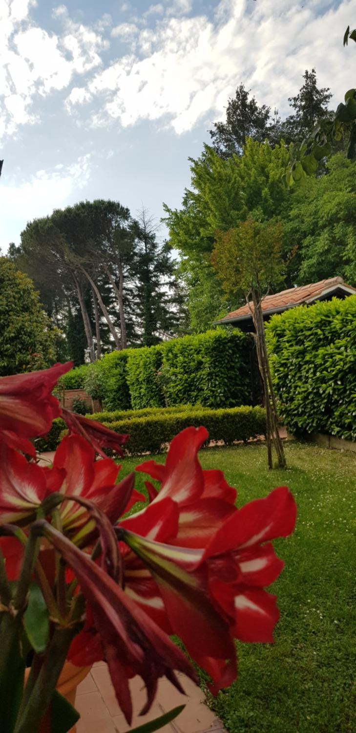 Natural landscape, Garden, Garden view