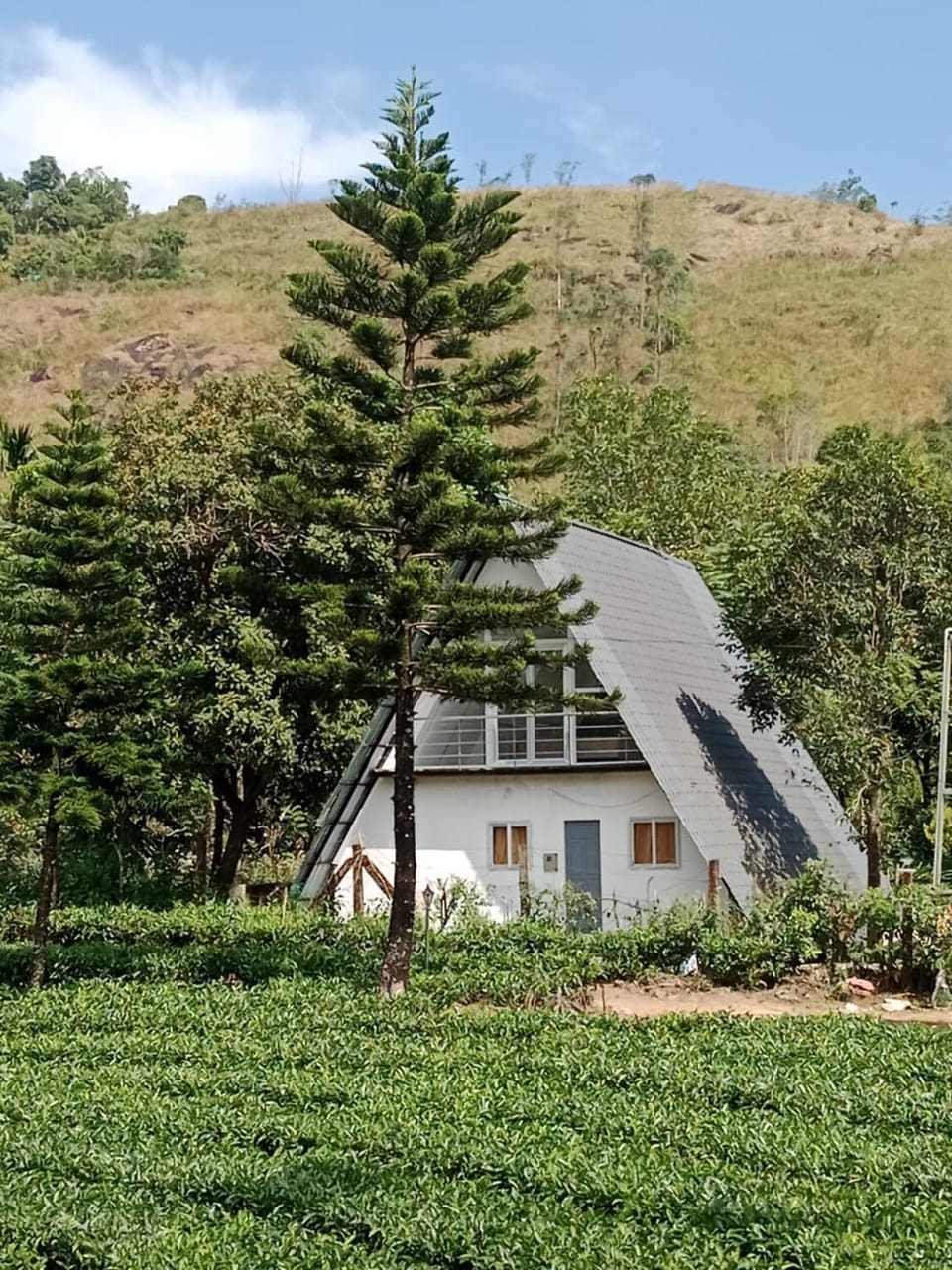 Pine Trees Gold Chalet in Kerala