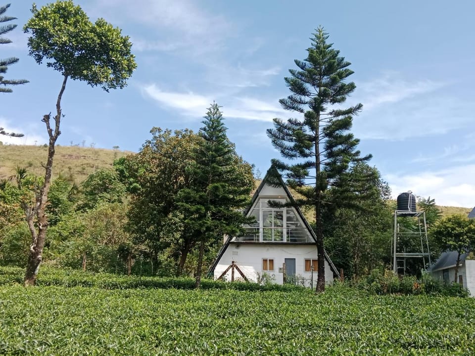 Pine Trees Gold Chalet in Kerala
