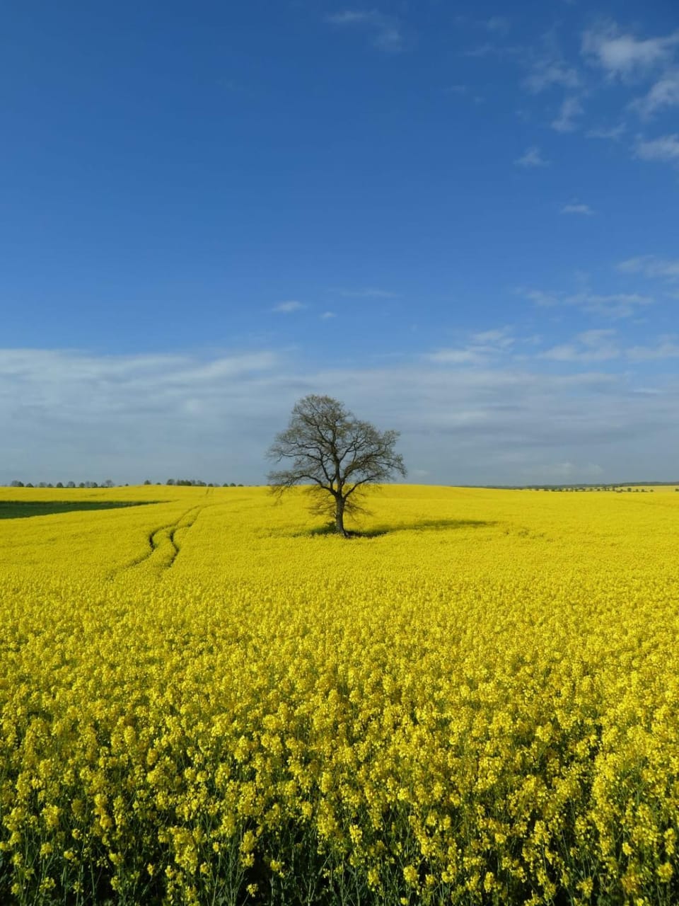 Spring, Natural landscape