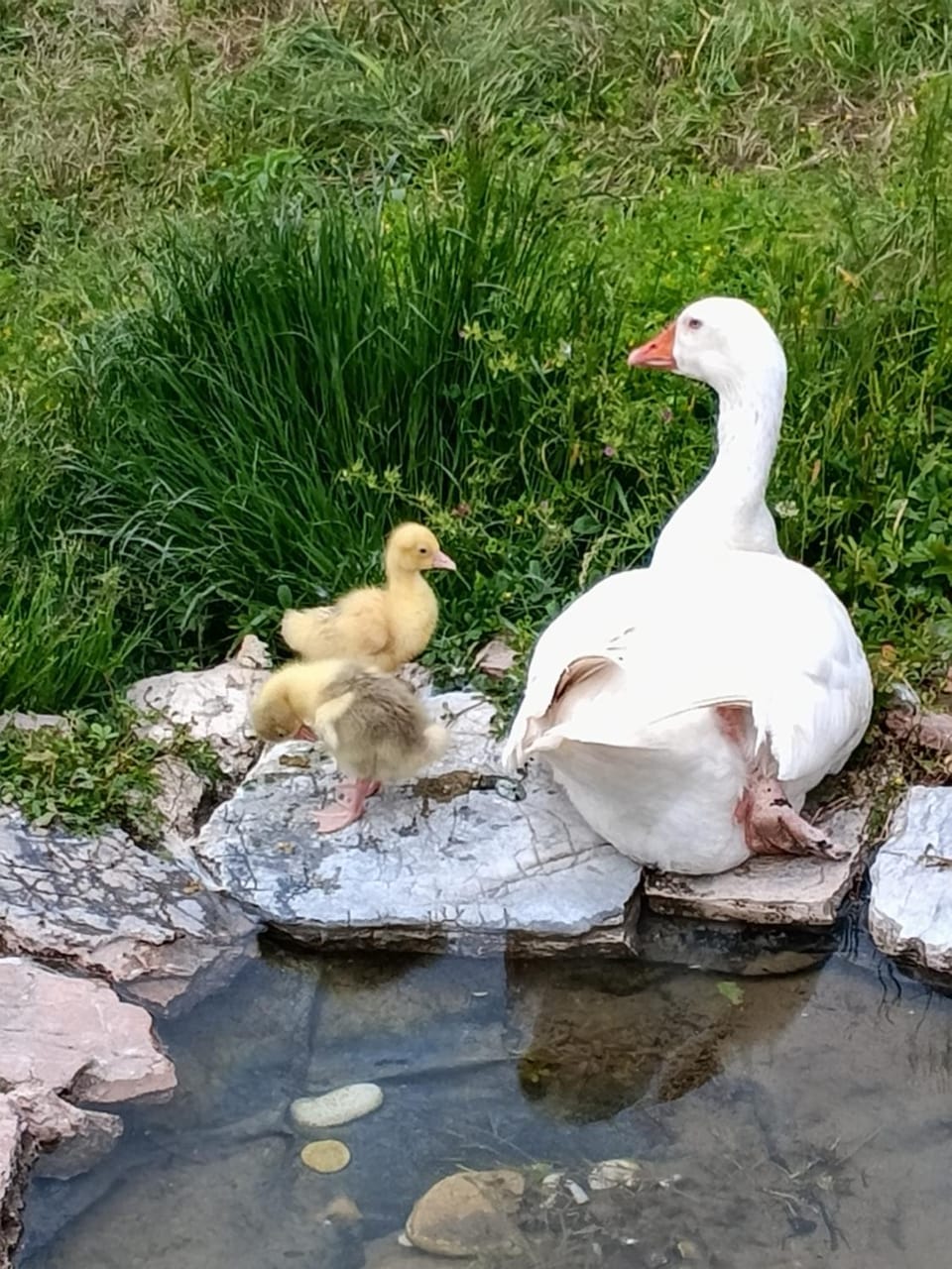 Animals