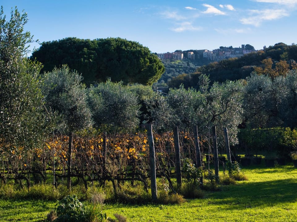 Natural landscape, Garden view