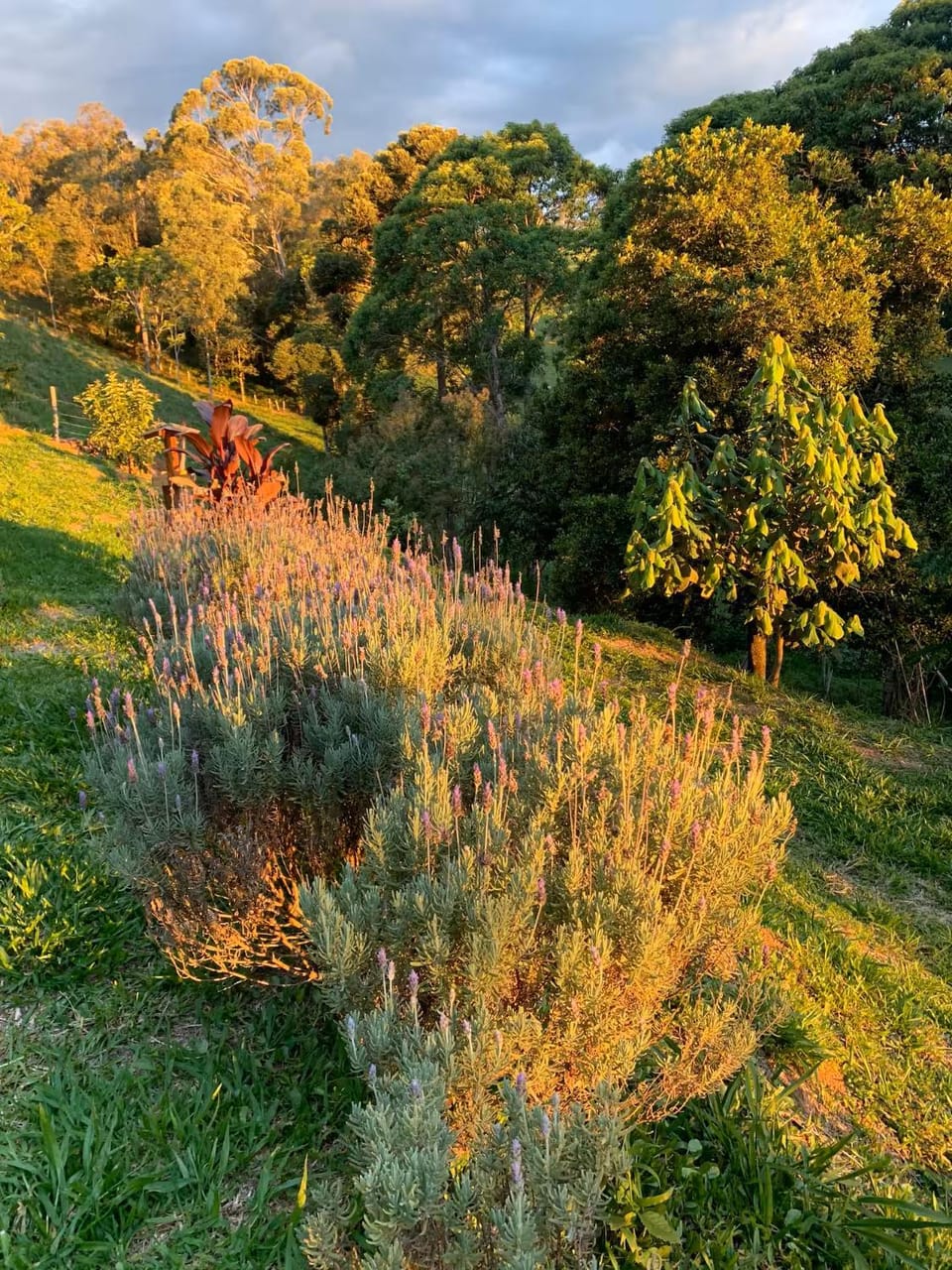 Day, Natural landscape, Garden, Garden view