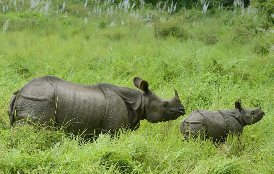 Natural landscape, Animals