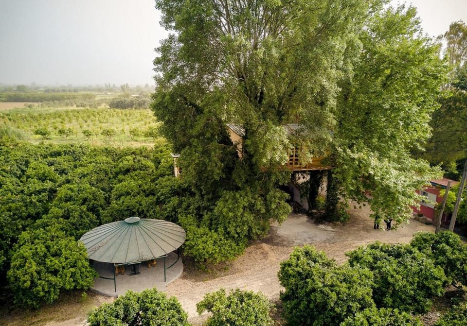 Garden view