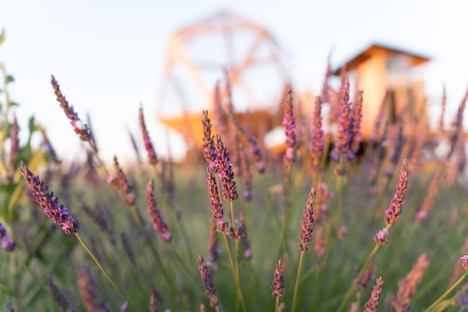 Spring, Day, Natural landscape, Garden, Garden view