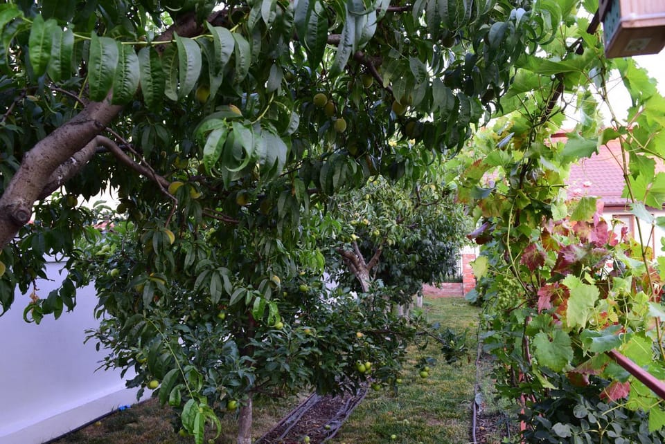 Spring, Day, Garden, Garden, Garden view