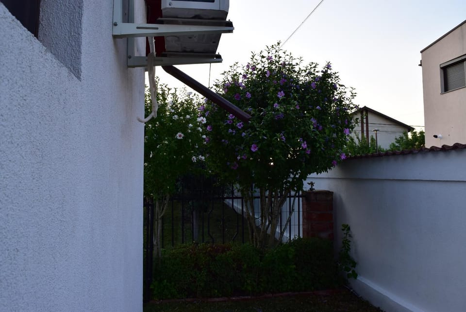 Property building, Day, Garden