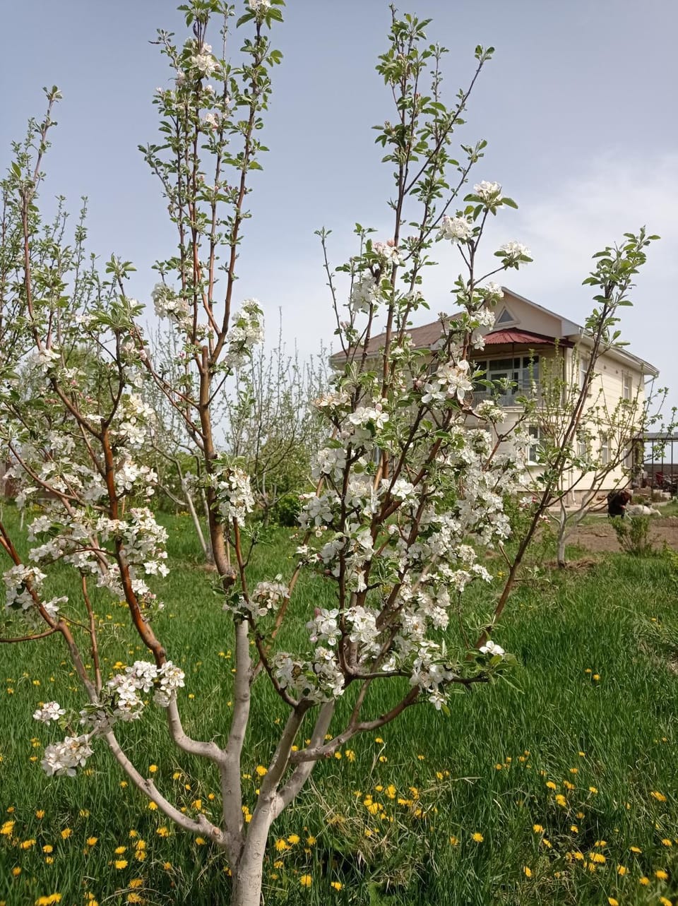 Гостевой Дом Маман Country House in Almaty Region, Kazakhstan