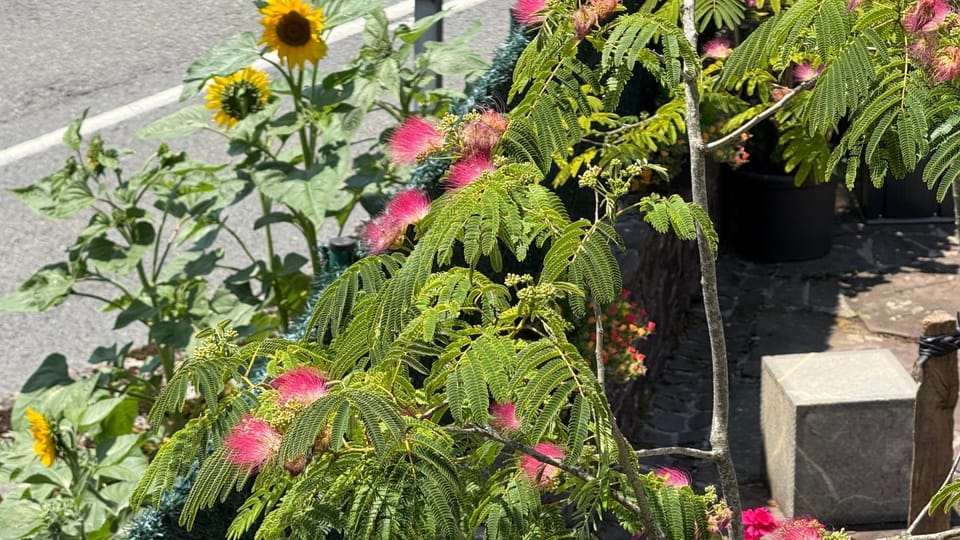 Garden, Garden view