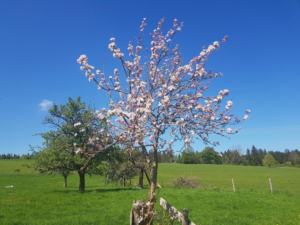Spring, Day, Natural landscape, Garden, Garden view