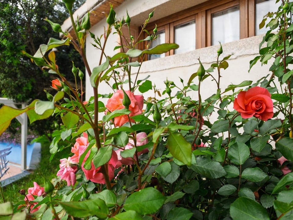 Property building, Garden view