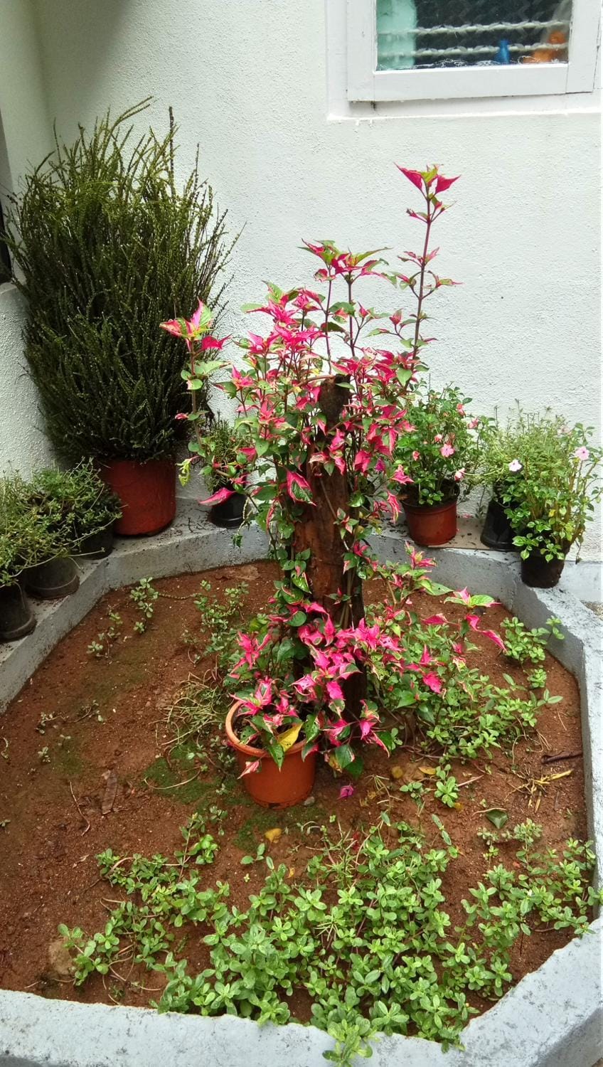 The Blue Mountains Estate Stay Bed and Breakfast in Kerala