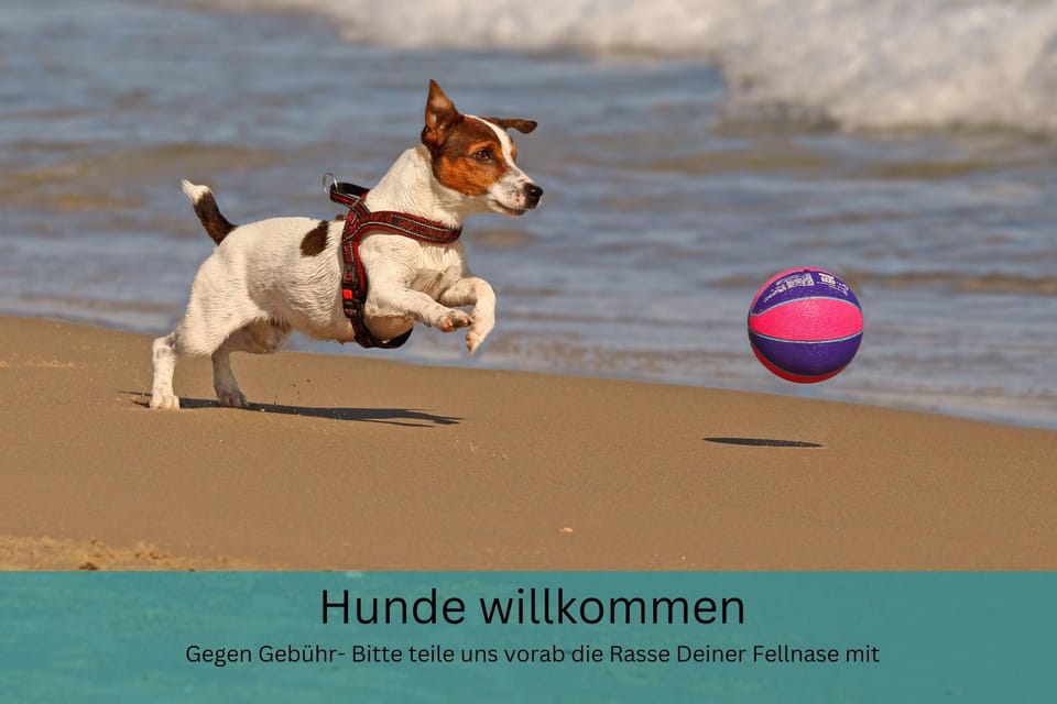Natural landscape, Beach, Pets