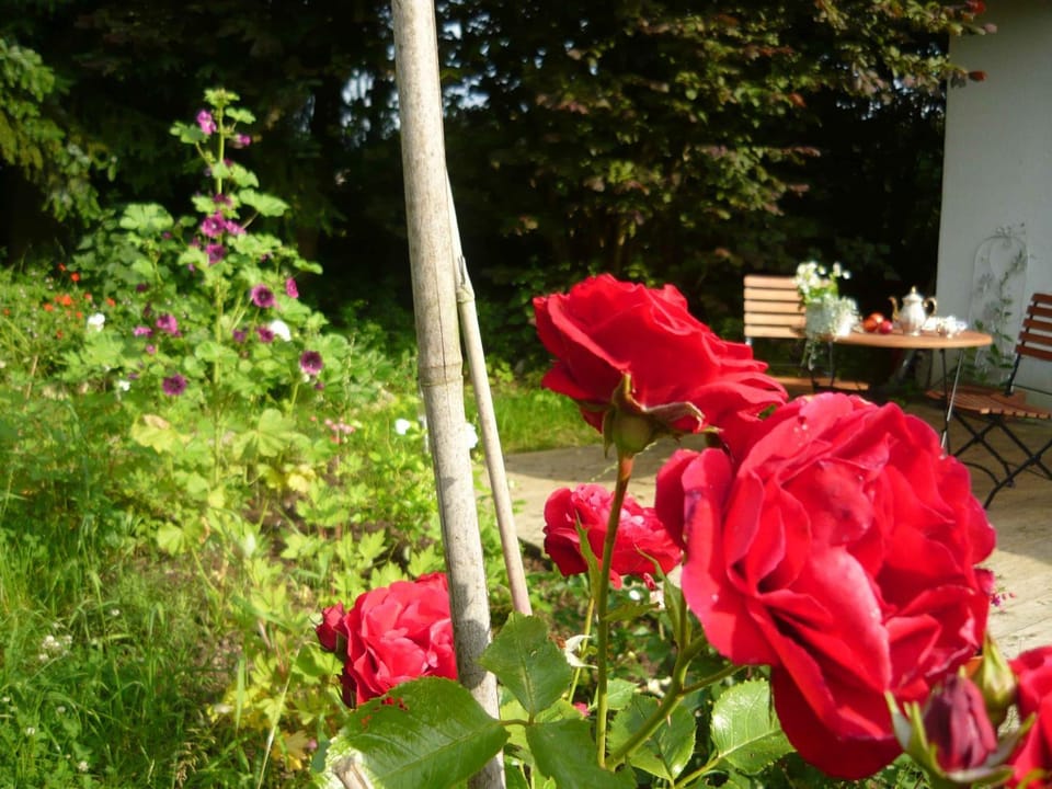 Spring, Garden, Garden view, Breakfast