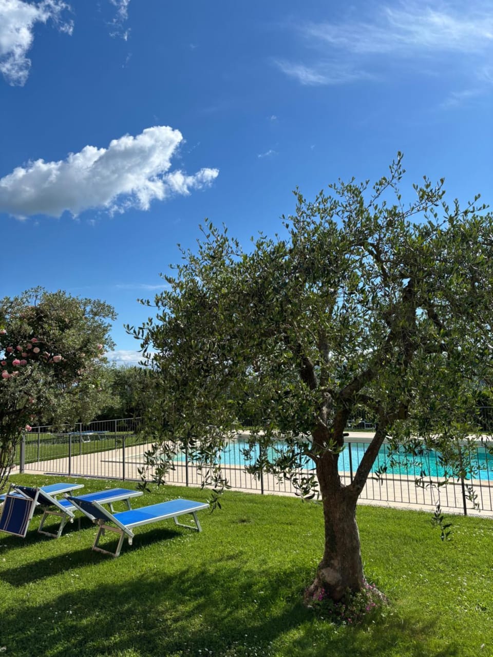 Garden, Pool view, Swimming pool, sunbed