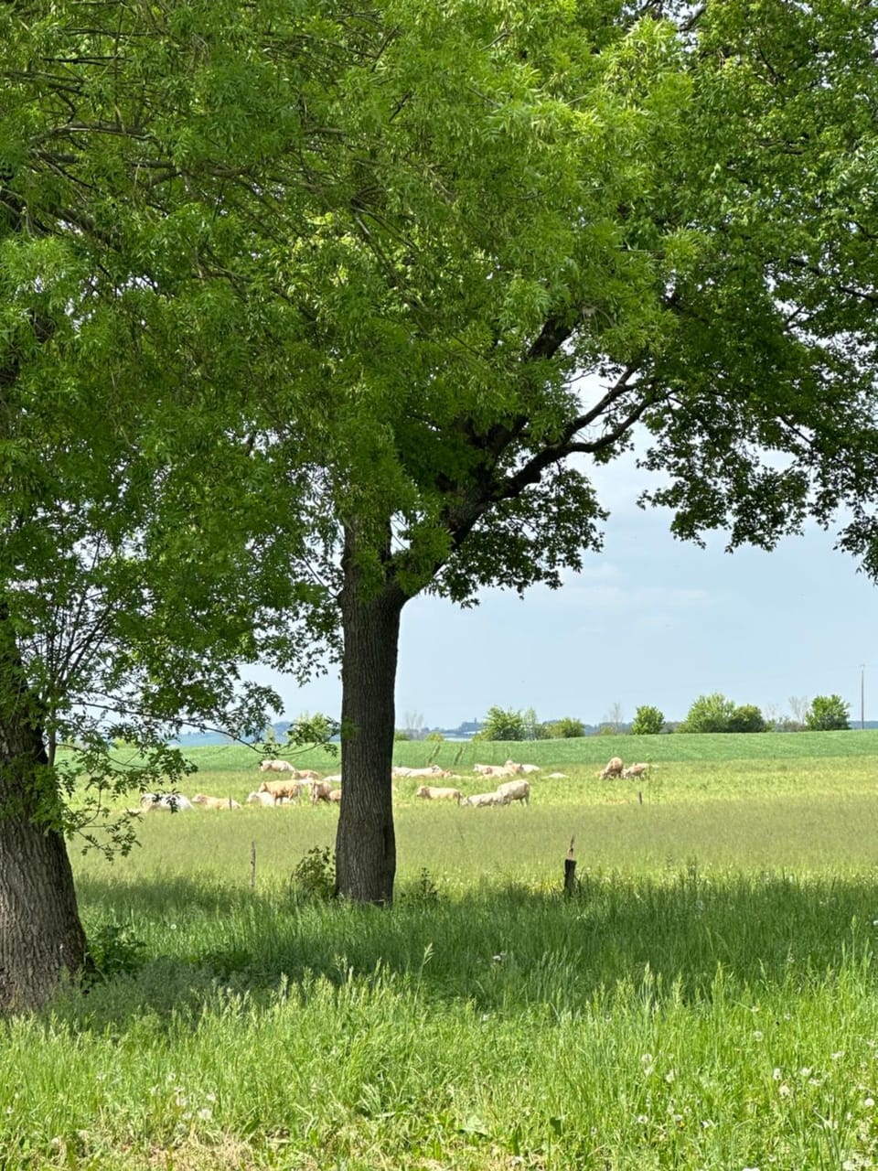 Natural landscape