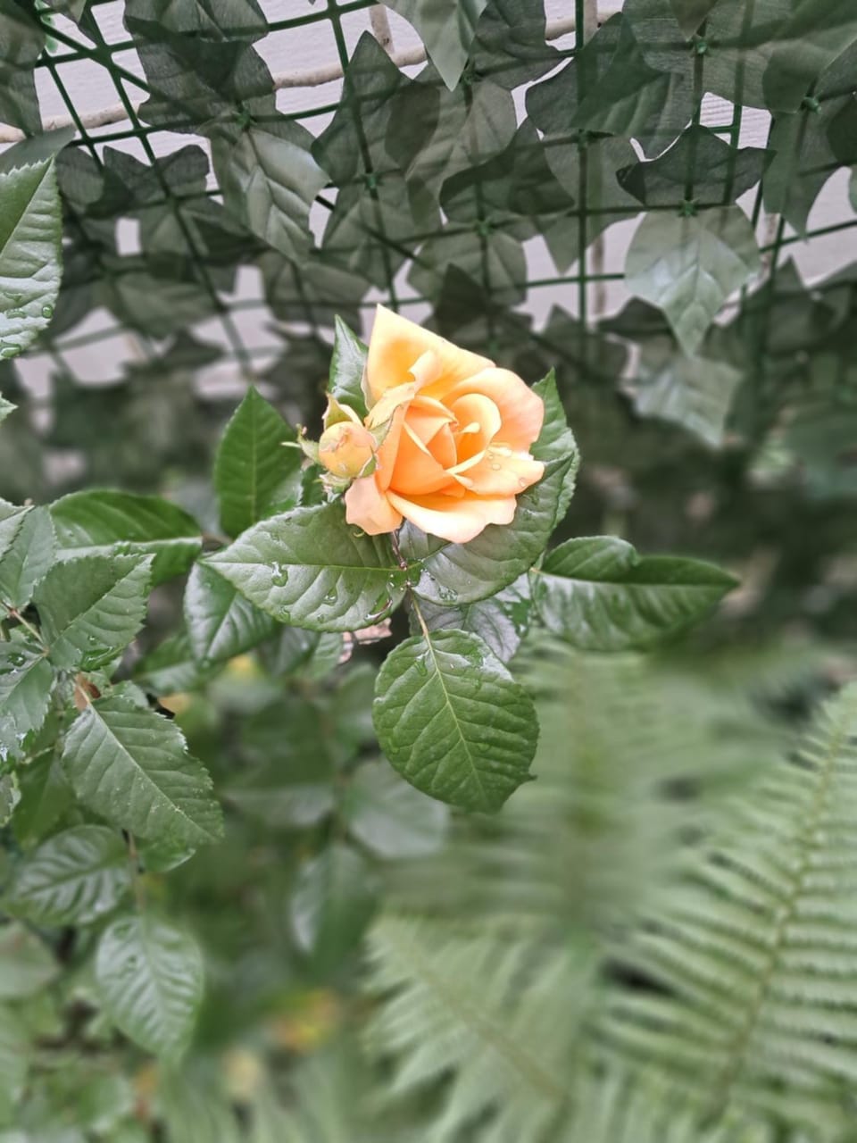 Garden view