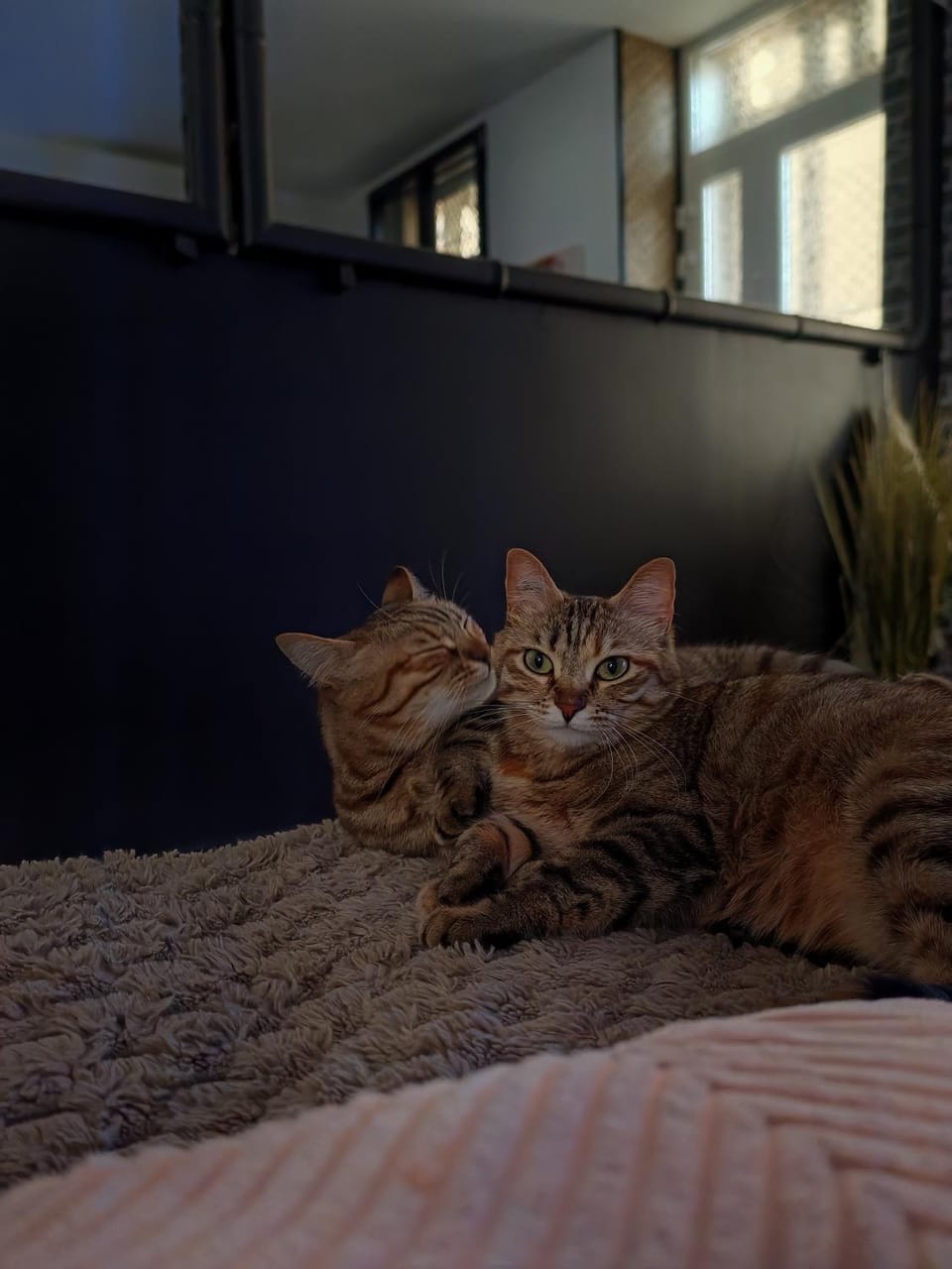 Pets