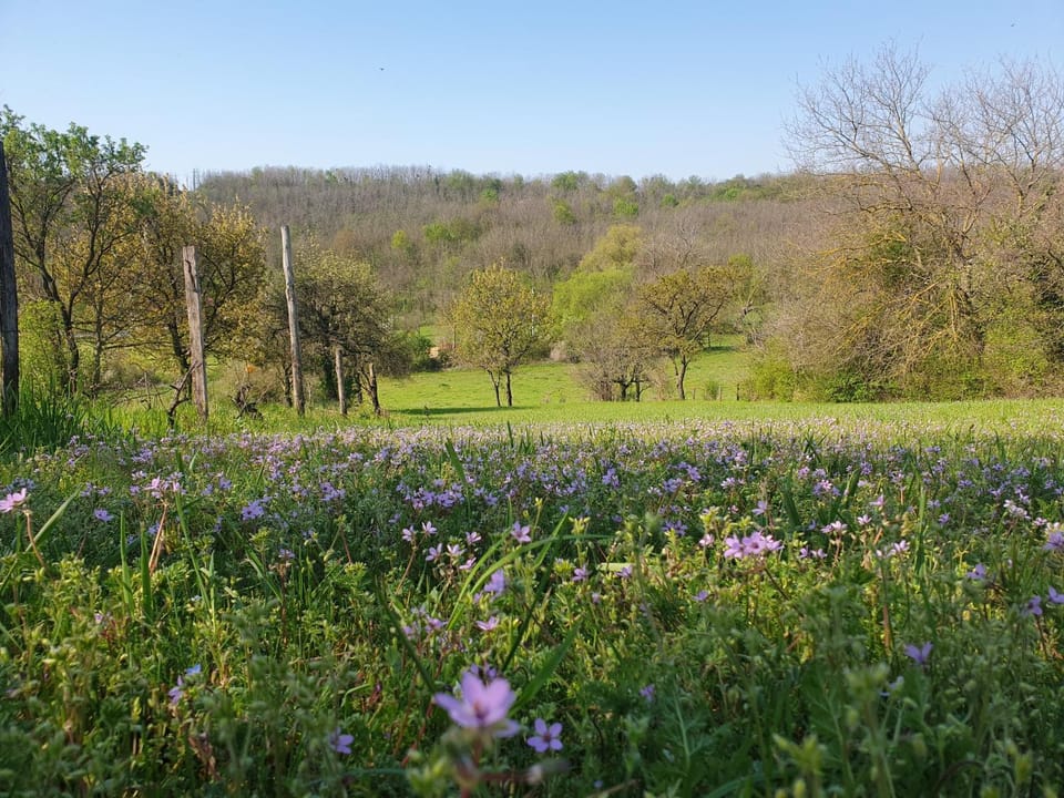Garden, Garden view