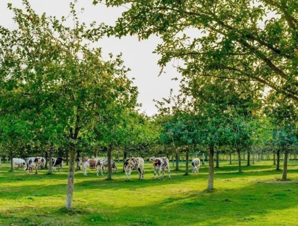 Les gîtes du Mesnil chambre deluxe Bed and Breakfast in Honfleur