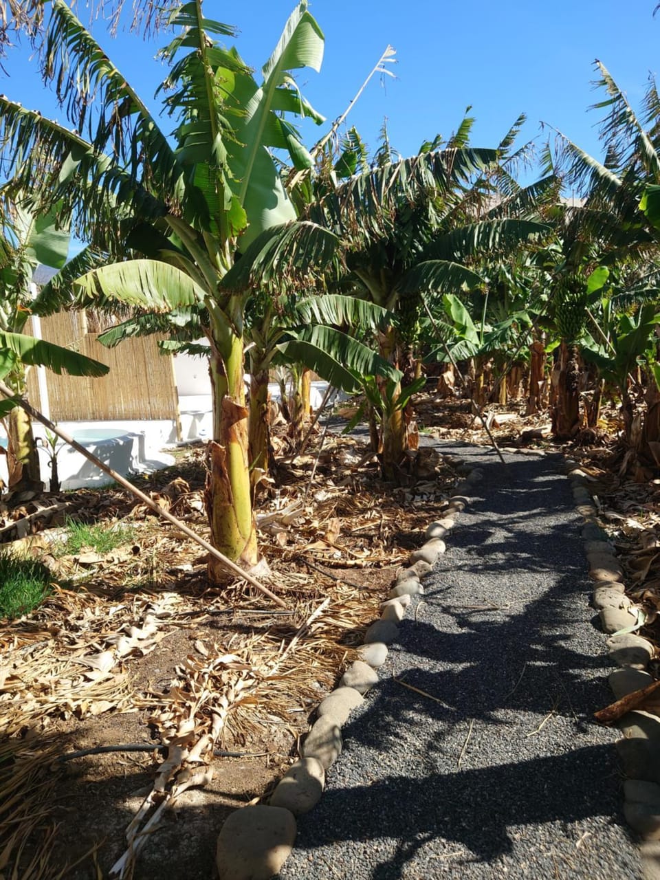 Garden view