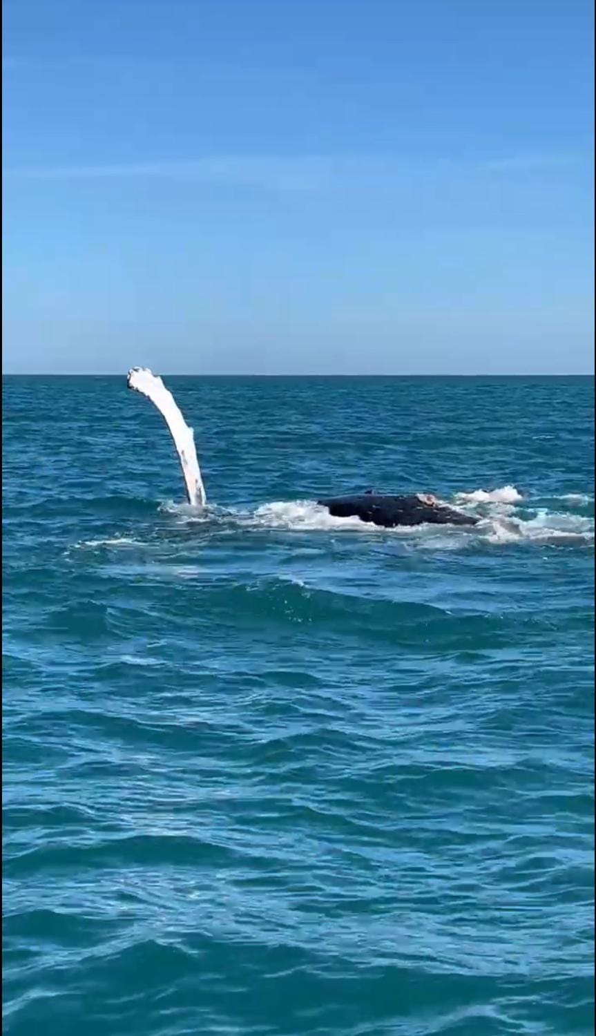 Natural landscape, Animals, Sea view