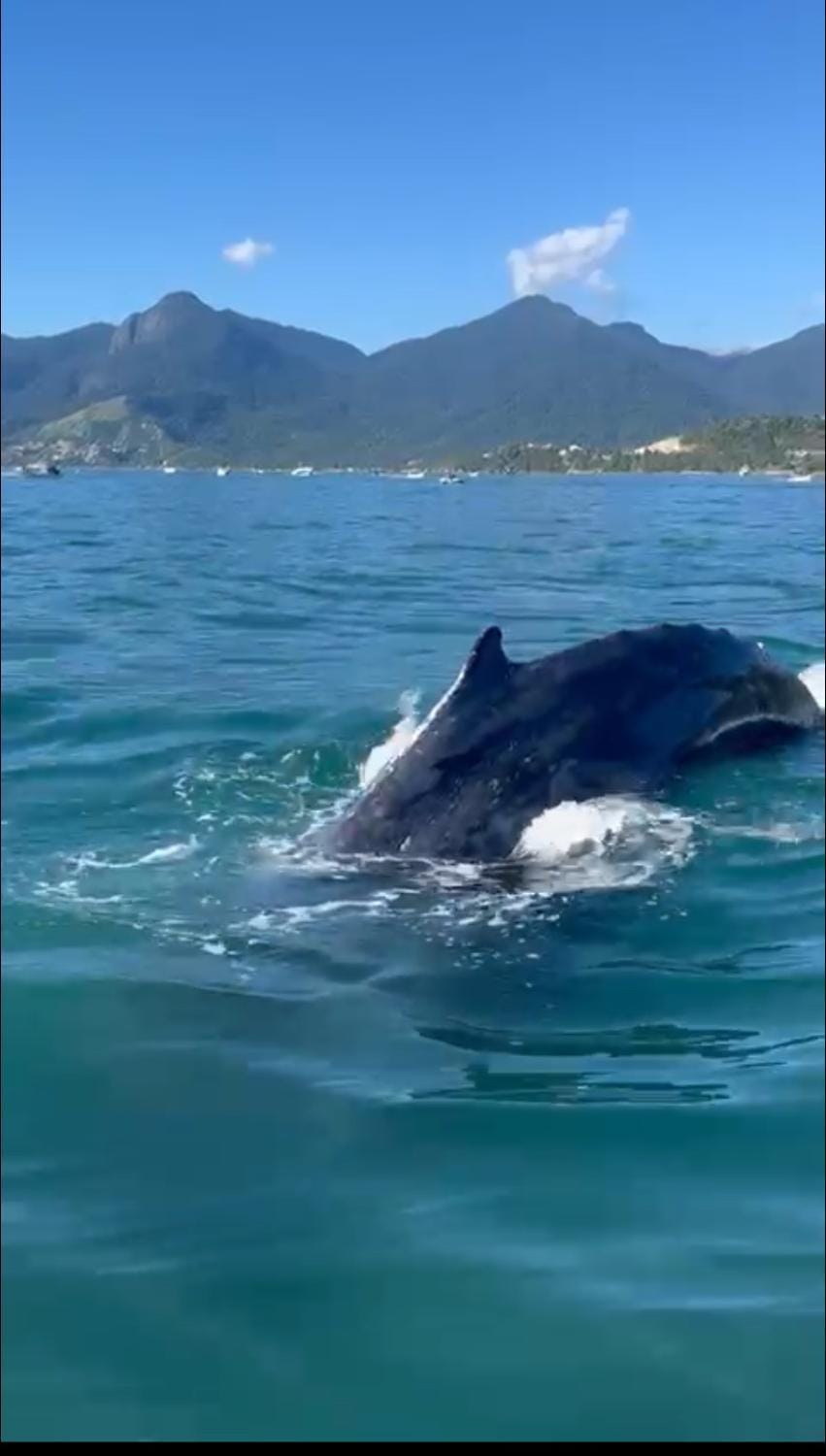 Natural landscape, Animals, Sea view