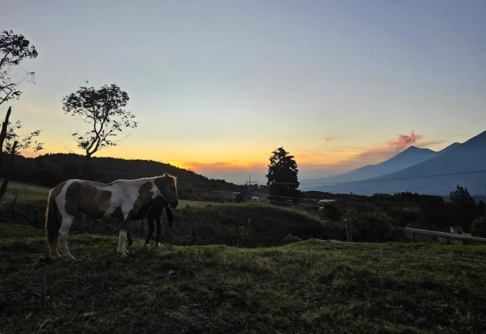 Natural landscape, Animals, Mountain view